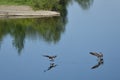 Flying Canada Geese Royalty Free Stock Photo