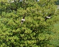 Flying Canada Geese Royalty Free Stock Photo