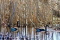 Pair of Canada Geese floating on water in marshland. Royalty Free Stock Photo