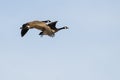 Pair of Canada Geese Flying in a Blue Sky Royalty Free Stock Photo