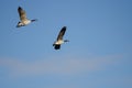 Pair of Canada Geese Flying in a Blue Sky Royalty Free Stock Photo