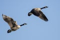 Pair of Canada Geese Flying in a Blue Sky Royalty Free Stock Photo