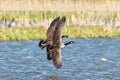 Pair of canada geese flying over water Royalty Free Stock Photo