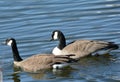 Pair Of Canada Geese On Freshwater Pond