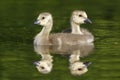 Pair of Canada Geese Goslings Royalty Free Stock Photo