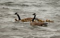 A pair of Canada Geese and goslings on the water Royalty Free Stock Photo