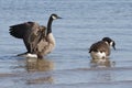 Pair of Canada Geese - Lake Huron