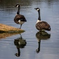 Pair of Canada Geese on lake - symmetrical view with reflections