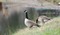 Pair Canada Geese, one on guard, one foraging, Georgia, USA