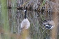 A Pair Of Canada Geese At The Pond Royalty Free Stock Photo