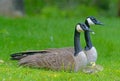 Pair of Canada Geese protect their babies. Royalty Free Stock Photo