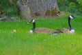 A pair of Canada Geese protect their babies. Royalty Free Stock Photo