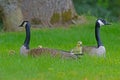 A pair of Canada Geese protect their babies. Royalty Free Stock Photo