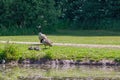 Pair of Canada Geese with their newly hatched goslings on the shore of a pond with a trail, grass and green vegetation Royalty Free Stock Photo