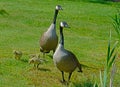 Pair of Canada Geese watch over their young. Royalty Free Stock Photo