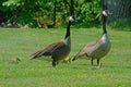 Pair of Canada Geese watch over their young. Royalty Free Stock Photo