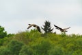 Pair of Canada Goose (Branta canadensis) in flight, taken in the UK Royalty Free Stock Photo