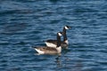 A Pair Canada goose,Branta canadensis, is swimming in a lake in springtime