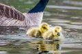 A pair of Canada goose goslings, Branta canadensis, swimming in a wetland near Culver, Indiana Royalty Free Stock Photo