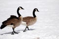 Pair Of Canadian Geese