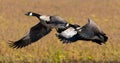 A pair of Canadian Geese in flight