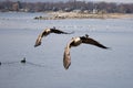 Pair of Canadian geese flying in Hamilton Harbour on a sunny day, Ontario, Canada Royalty Free Stock Photo