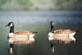 Pair of Canadian geese gliding in the tranquil waters of a pond Royalty Free Stock Photo