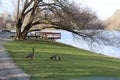 A pair of Canadian Geese by the river