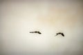 Pair of Canadian Geese Migrating
