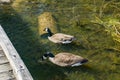 Pair Canadian Geese at Pandapas Pond