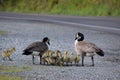 A pair of canadian geese protect their youngsters as they drink water from a puddle on the side of the road. Royalty Free Stock Photo