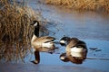 A pair of Canadian Geese reflected in semi-frozen water Royalty Free Stock Photo