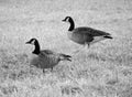 Canadian Geese standing in field in black and white