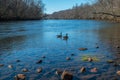 Canadian geese swimming together Royalty Free Stock Photo