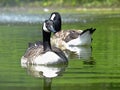 Pair of canadian geese swimming Royalty Free Stock Photo