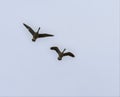 Pair of Canadian geese take flight