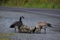 A pair of canadian geese teach their youngsters to drink water from a puddle on the side of the road. Royalty Free Stock Photo