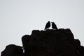 Pair of Canary Islands ravens.