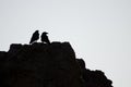 Pair of Canary Islands ravens.