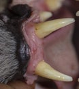 A pair of canine teeth of a felid cat's top and lower jaw Fishing cat