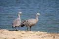 A pair of Cape Barren geese