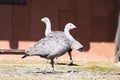 pair Cape Barren Goose, Cereopsis novaeholladiae,