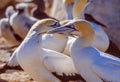 Cape Gannets at Bird Island in South Africa Royalty Free Stock Photo