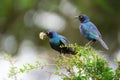 A pair of Cape Glossy Starlings collection nest material.