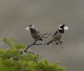 Pair of Cape sparrows Passer melanurus, or mossie, sitting on shrubb branch with wild camphor seedheads