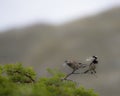 Pair of Cape sparrows Passer melanurus, or mossie, sitting on shrubb