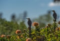 Pair of Cape Sugar birds, Promerops cafer , sitting on top of orange pincushion Protea cynaroides