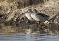pair of cape teal sitting on the bank of the lake Nakuru Royalty Free Stock Photo