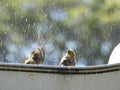 A pair of Cape White -Eye bathing