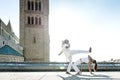 Pair of capoeira performers doing a kicking